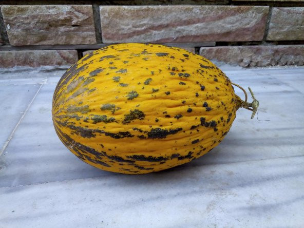 Kırkağaç Kavunu Tohumu 10 Ad ürün görseli