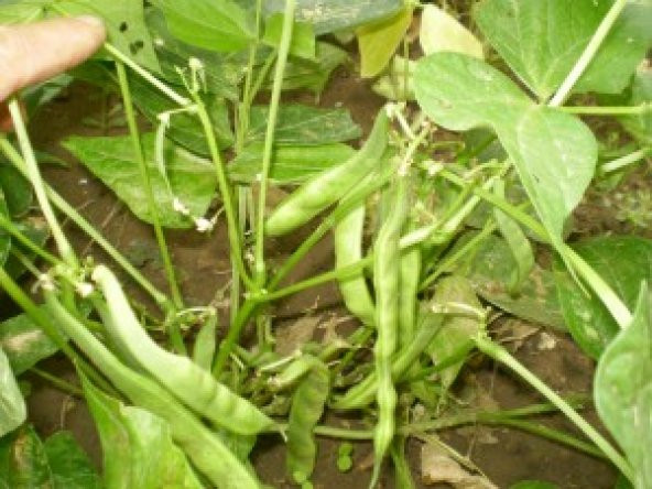 Sarıkız Yediveren Diye Anılır Fasulye Lezzetli Kırk Günlük Ta ürün görseli 1