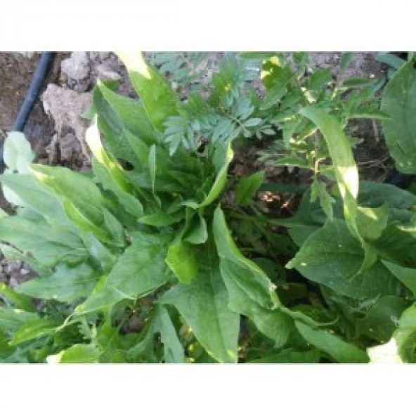 Ispanak Tohumu Geniş Yapraklı ürün görseli