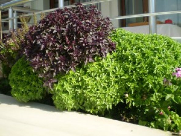 Yeşil Reyhan Fil Kulağı Tohumu 10 Ad ürün görseli