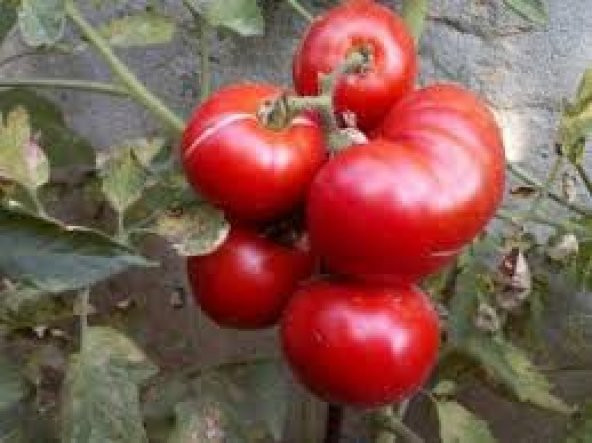 Pembe Oturak Kıvırcık Salihli Domates Tohumu 10 Adet ürün görseli