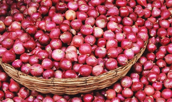 Kırmızı - Mor Kaba Tatlı Sogan Tohumu 30 Ad