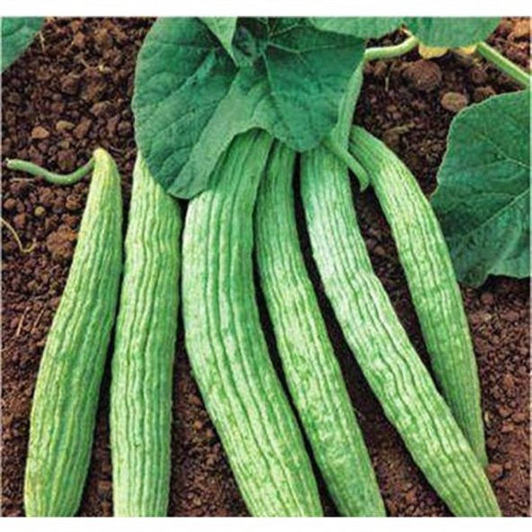 Acur Tohumu 10 Adet ürün görseli 1