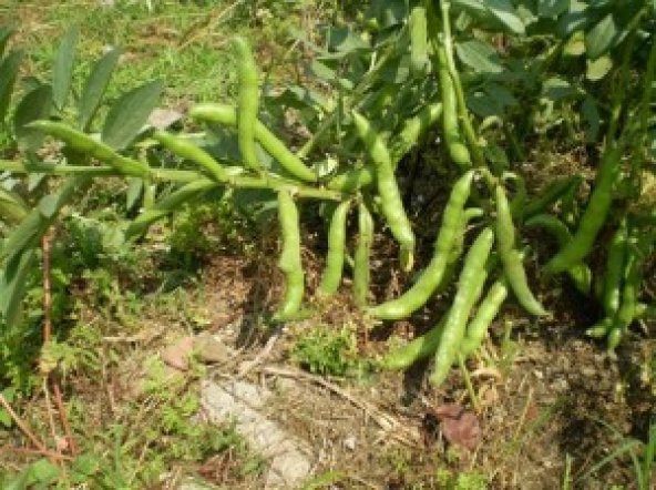 Arşın Bakla Badıç Taze Ve İç Bakla Tohumu 20 Adet ürün görseli