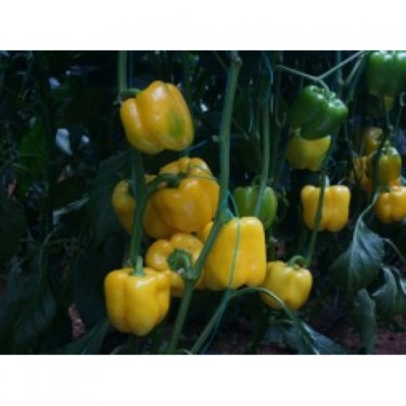 Sarı Dolma Biber Tohumu 30 Adet