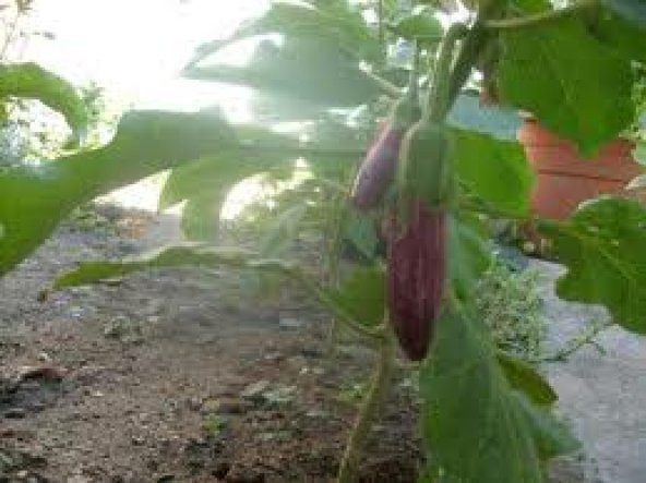 Mor Alaca Patlıcan Tohumu 30 Adet ürün görseli