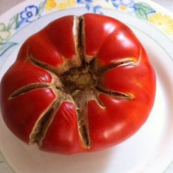 Çok İri Oturak Kırmızı Domates Tohumu 10 Adet