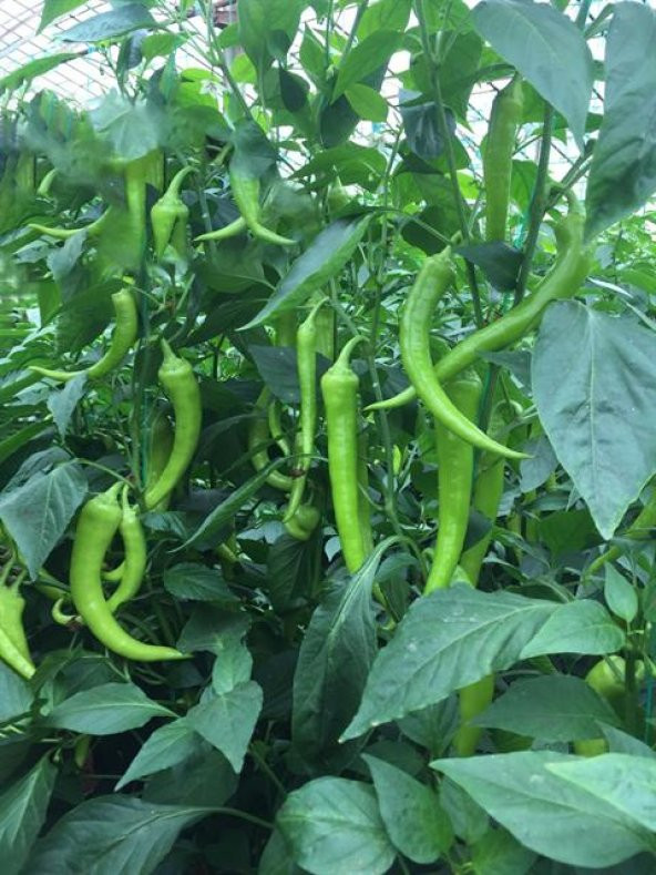 Çarliston Bibertohumu 30 Adet ürün görseli