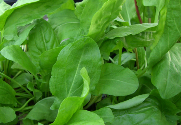 Kuzu Kulağı- Ekşi Otu Kalıcı Tohumu 50 Adet ürün görseli