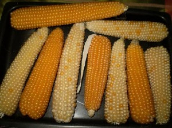 Sarı Doğal Yerli Cin Patlatmalık Mısır Tohumu 25 Adet ürün görseli