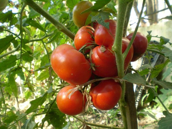 Kokulu Köy Domates Tohumu Yerli 10 Adet ürün görseli