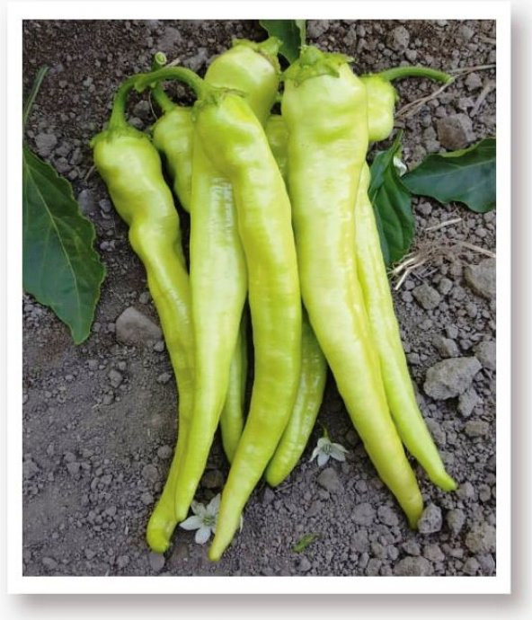 Ata Tohumu Sivri Biber Yalova Çarliston 100 Adet Tohum