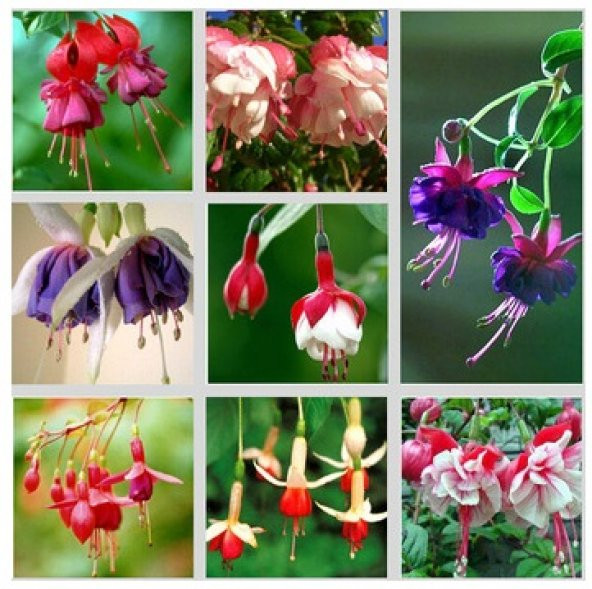 Karışık Renk Küpe Çiçeği Tohumu 10 Adet Tohum + Küp Saksı + To...