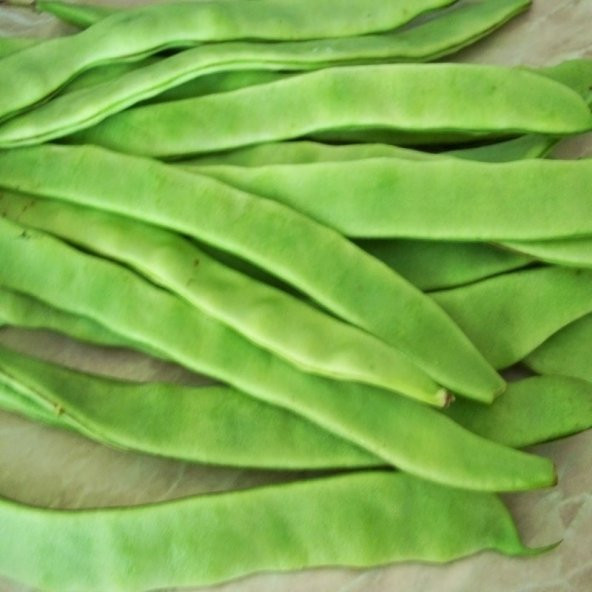 Sırık Ece Alman Ayşe Fasulye Tohumu 20 Tohum ürün görseli 1