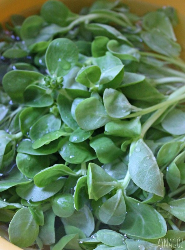 Doğal Anadolu Semizotu 1000 Ad. Tohum ürün görseli