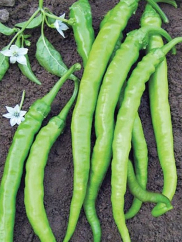 Doğal Tatlı Sivri Çetinel Biber Tohumu 100 Ad. Tohum