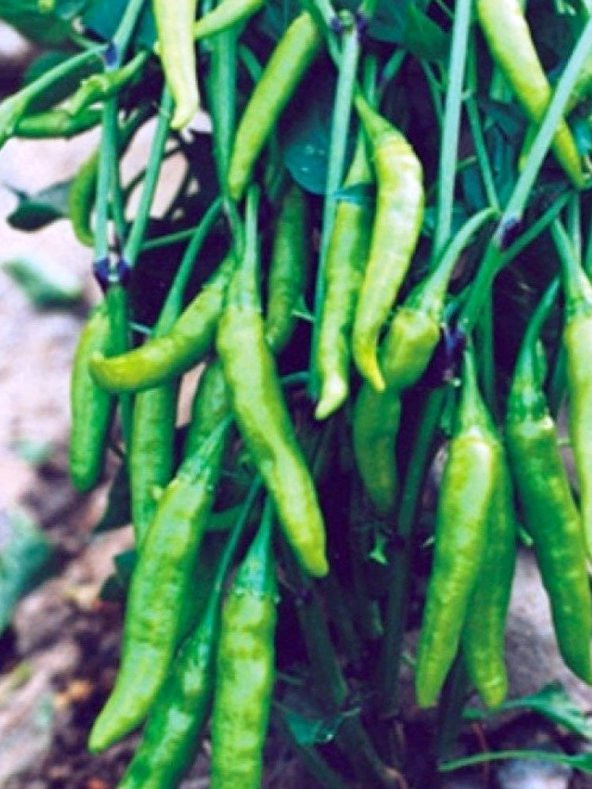 Doğal Turşuluk Cin Biberi Aşağıbakan 100 Ad. Tohum ürün görseli