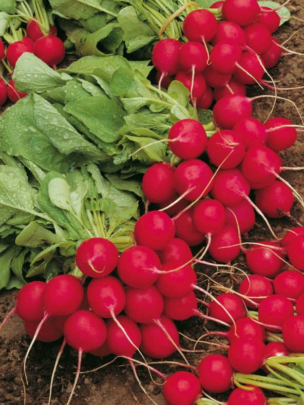 Doğal Ufak Antep Turpu 100 Ad. Tohum ürün görseli