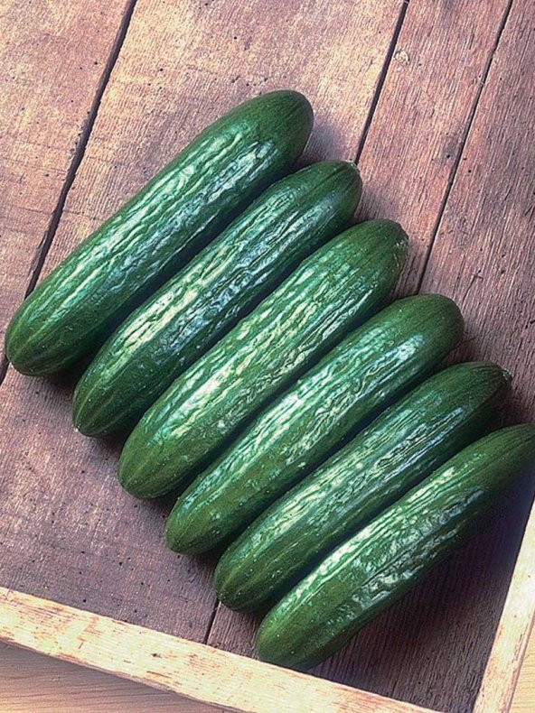 Doğal Hıyar Tohumu Beith Alpha Tipi 100 Ad. Tohum ürün görseli