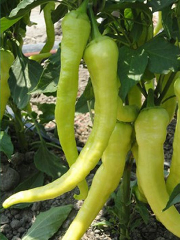 Doğal Tatlı Sivri Biber Çorbacı Tohumu 100 Ad. Tohum ürün görseli