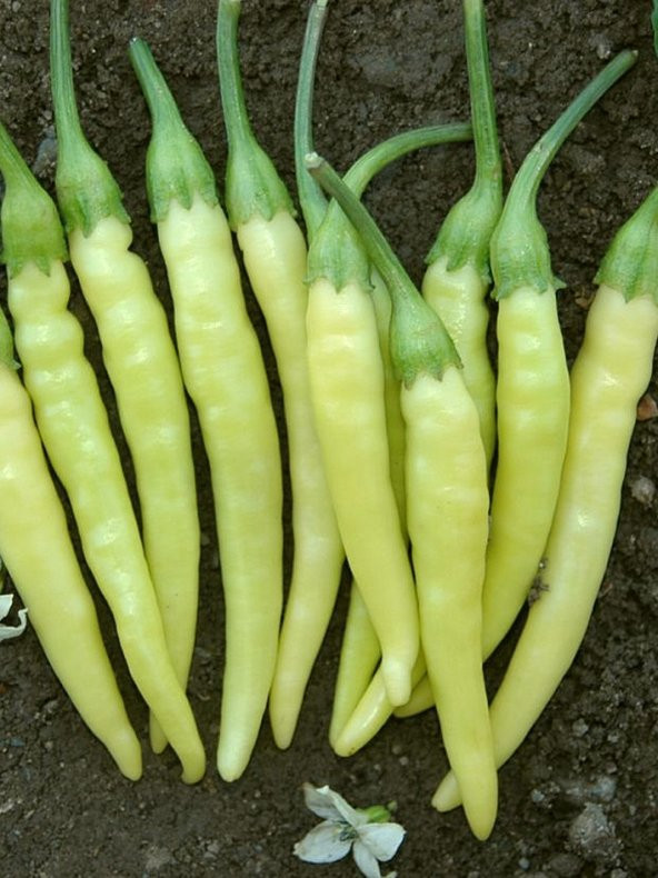 Doğal Turşuluk Süs Biberi Sarı Ston 100 Ad. Tohum ürün görseli 1