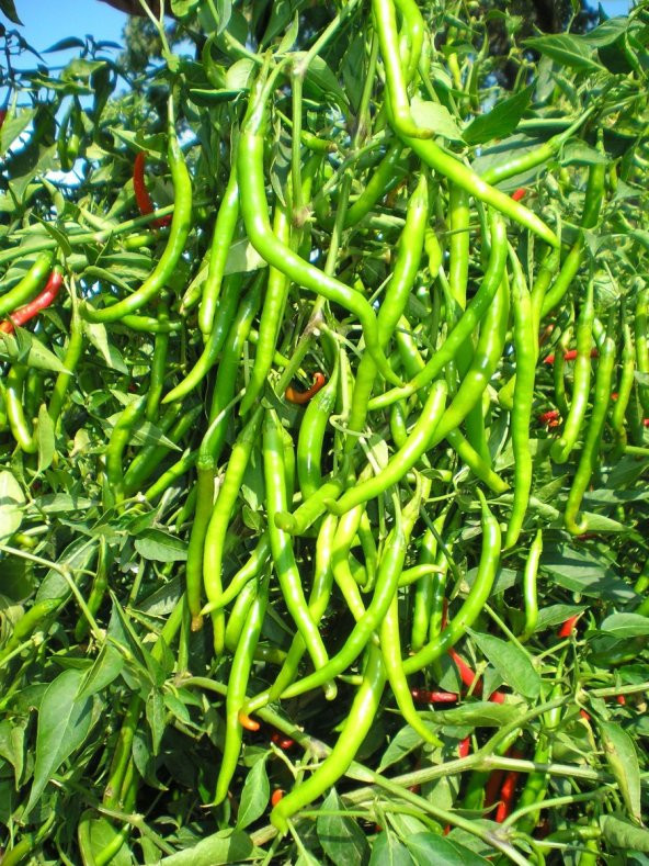 Doğal Sivri Biber Tohumu Tatlı Kıl 100 Ad. Tohum ürün görseli