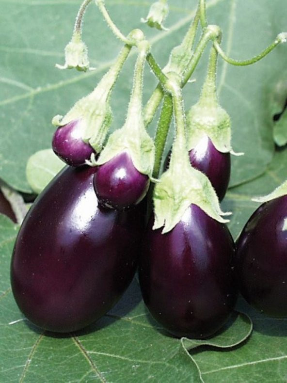 Doğal Patlıcan Adana Dolma 100 Ad. Tohum ürün görseli