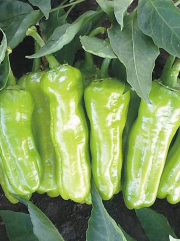 Doğal Üçburun Mazamort Biberi Tohumu 100 Ad. Tohum ürün görseli