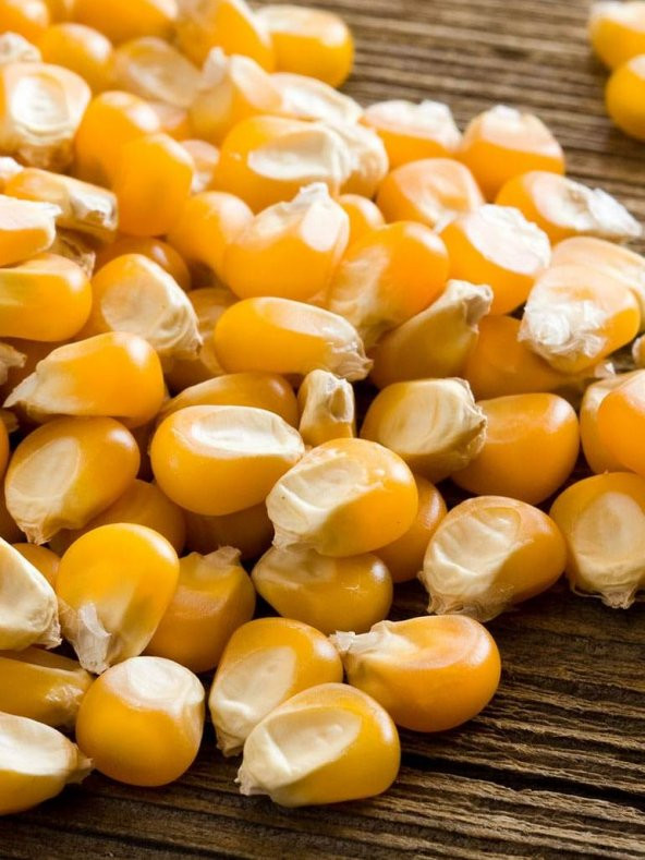 İthal Patlak Mısır Tohumu Popcorn 50 Ad. Tohum