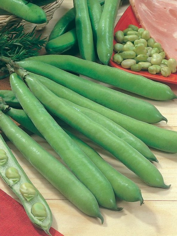 Doğal Anadolu Bakla Tohumu 30 Ad. Tohum ürün görseli 1