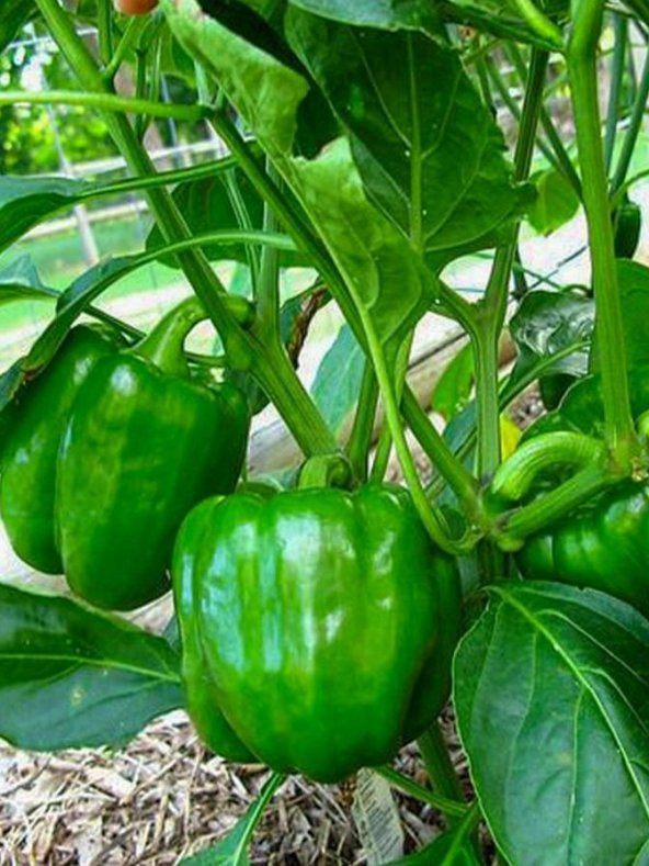 Doğal Antep Dolma Biberi Canan 100 Ad. Tohum ürün görseli