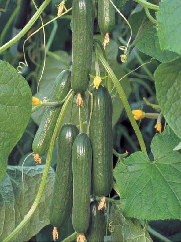 Hibrit Asma Salatalık Tohumu 10 Ad. Tohum ürün görseli