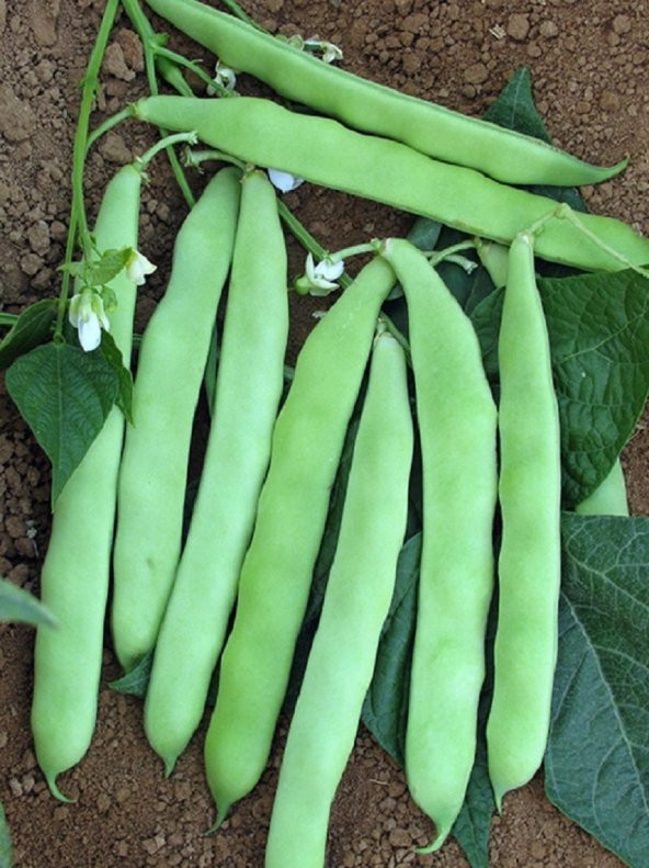 Doğal Fasulye Gina Tipi Sultan 50 Ad. Tohum ürün görseli