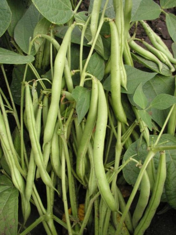 Doğal Fasulye Sarıkız Zehra 50 Ad. Tohum ürün görseli