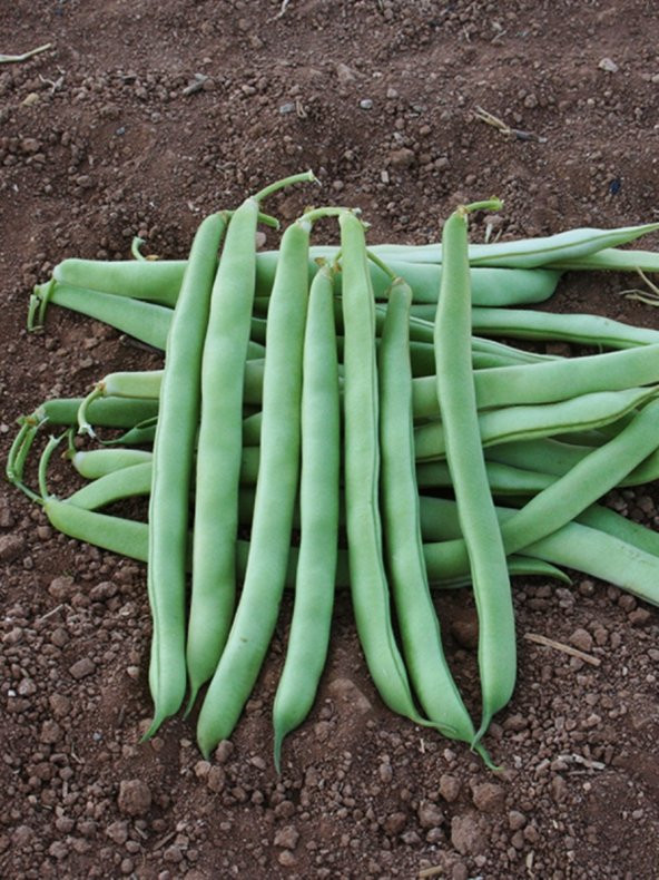 Doğal Fasulye Magnum Tipi Magna 50 Ad. Tohum ürün görseli