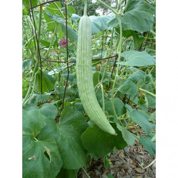 Doğal Turşuluk Ömerli Acuru Tohumu 100 Ad. Tohum ürün görseli