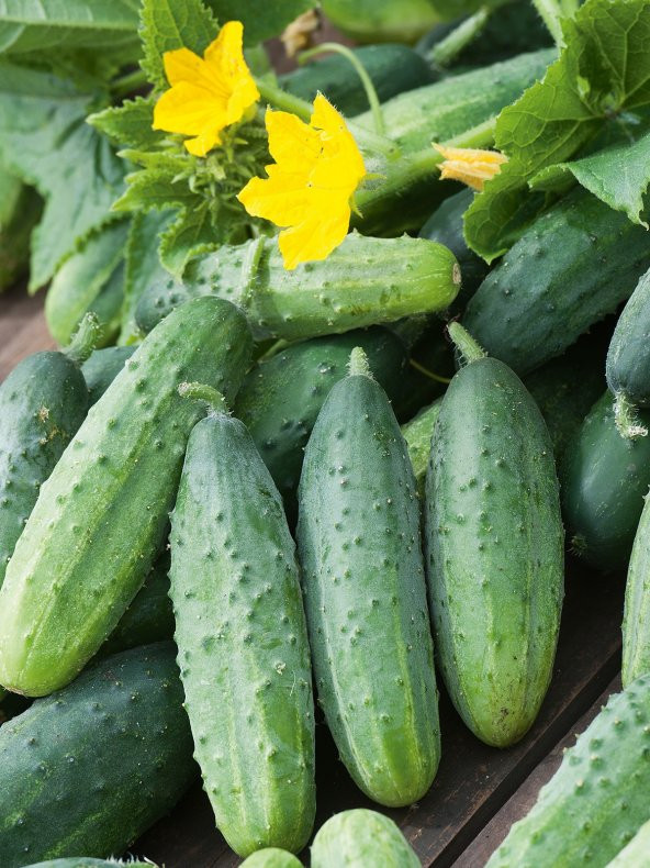 Doğal Hıyar Tohumu Kornişon Kıral Tipi 100 Ad. Tohum ürün görseli