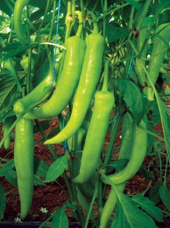 Doğal Sivri Biber Tohumu Yaloca Çarliston 100 Ad. Tohum ürün görseli