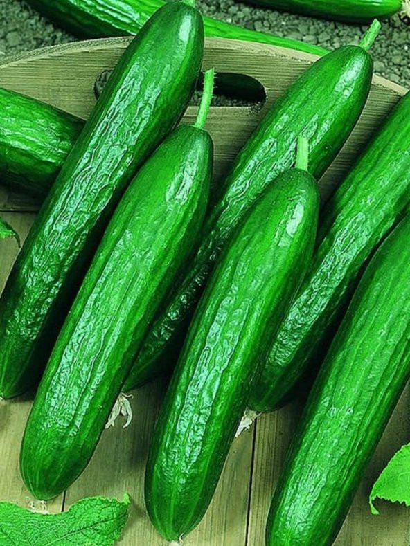 Çok Verimli Hibrit Salatalık Tohumu 30 Ad. Tohum ürün görseli