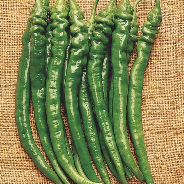 Yeni Çeşit Geleneksel Bol Verimli Çok Acı Şahnalı Biber Tohumu 1 N11.853 ürün görseli