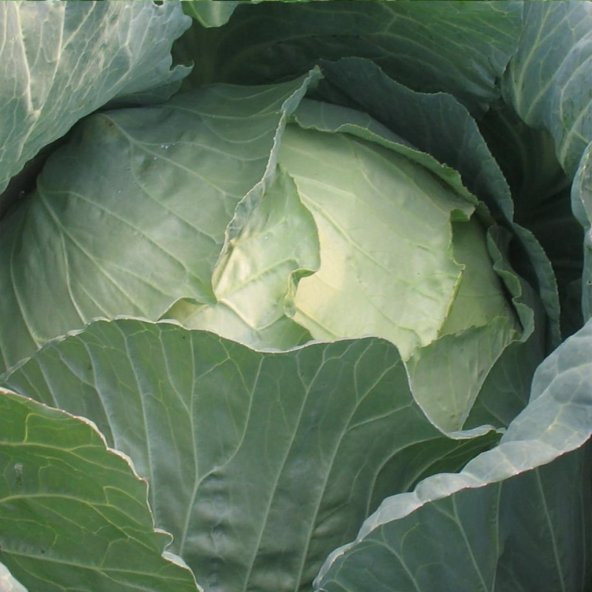 Doğal Geleneksel Yalova Sarmalık Lahana Tohumu 100 Tohum ürün görseli