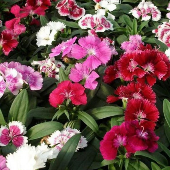 Karışık Renkli Bodur Çin Karanfili Çiçeği Tohumu 100 Tohum ürün görseli