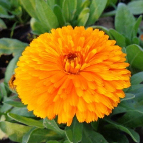 Aynı Safa Çiçeği Tohumu 50 Tohum ürün görseli