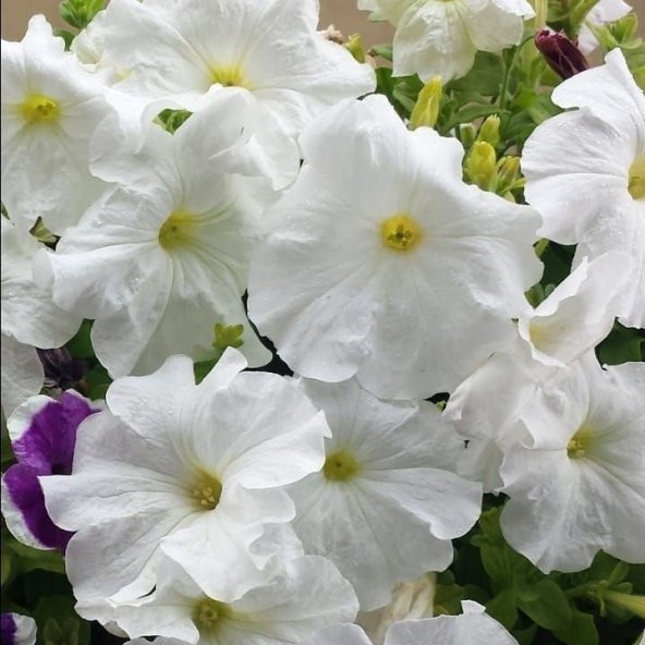 Beyazların Dansı White Akşam Sefası Çiçeği Tohumu 20 Tohum ürün görseli