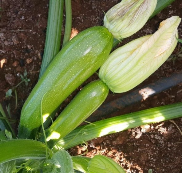 Doğal Geleneksel Kolsuz Beyaz Kabak Tohumu 20 Tohum ürün görseli