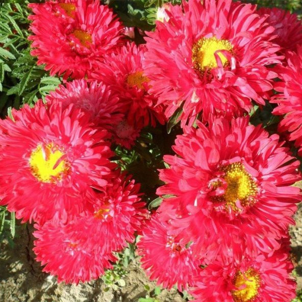 Ponpon Kırmızı Aster Çiçeği Tohumu 50 Tohum