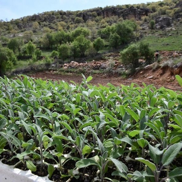 Eczane Adaçayı Tohumu 50 Tohum