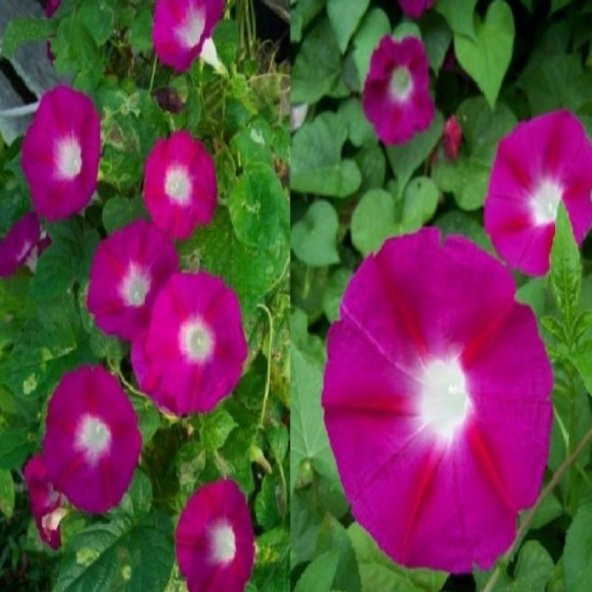 Crimson Rambler Gündüz Sefası Çiçeği Tohumu 10 Tohum