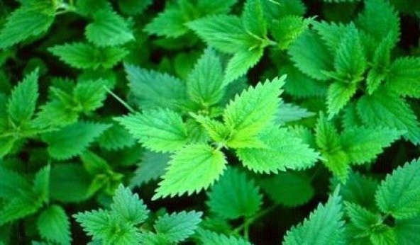 Doğal Isırgan Otu Tohumu 150 Adet ürün görseli