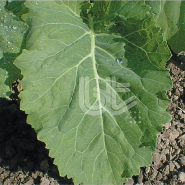 Geleneksel Sarmalık Karadeniz Temel Yaprak Lahanası Tohumu 10 N11.999 ürün görseli